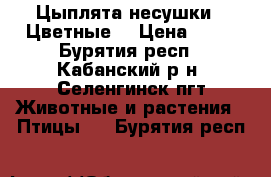 Цыплята-несушки.  Цветные. › Цена ­ 80 - Бурятия респ., Кабанский р-н, Селенгинск пгт Животные и растения » Птицы   . Бурятия респ.